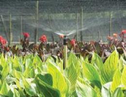 micro sprinkler irrigation