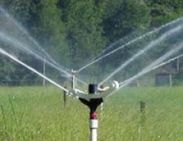 Impact sprinkler in use in a nursery.