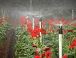 Wobbler sprinklers in a nursery.